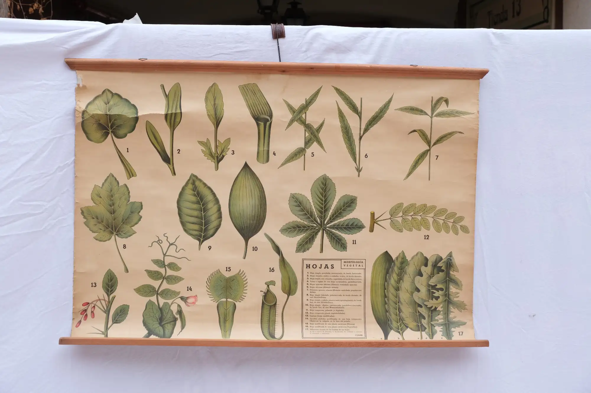 Póster Botánico Hojas Antonio Vallardi