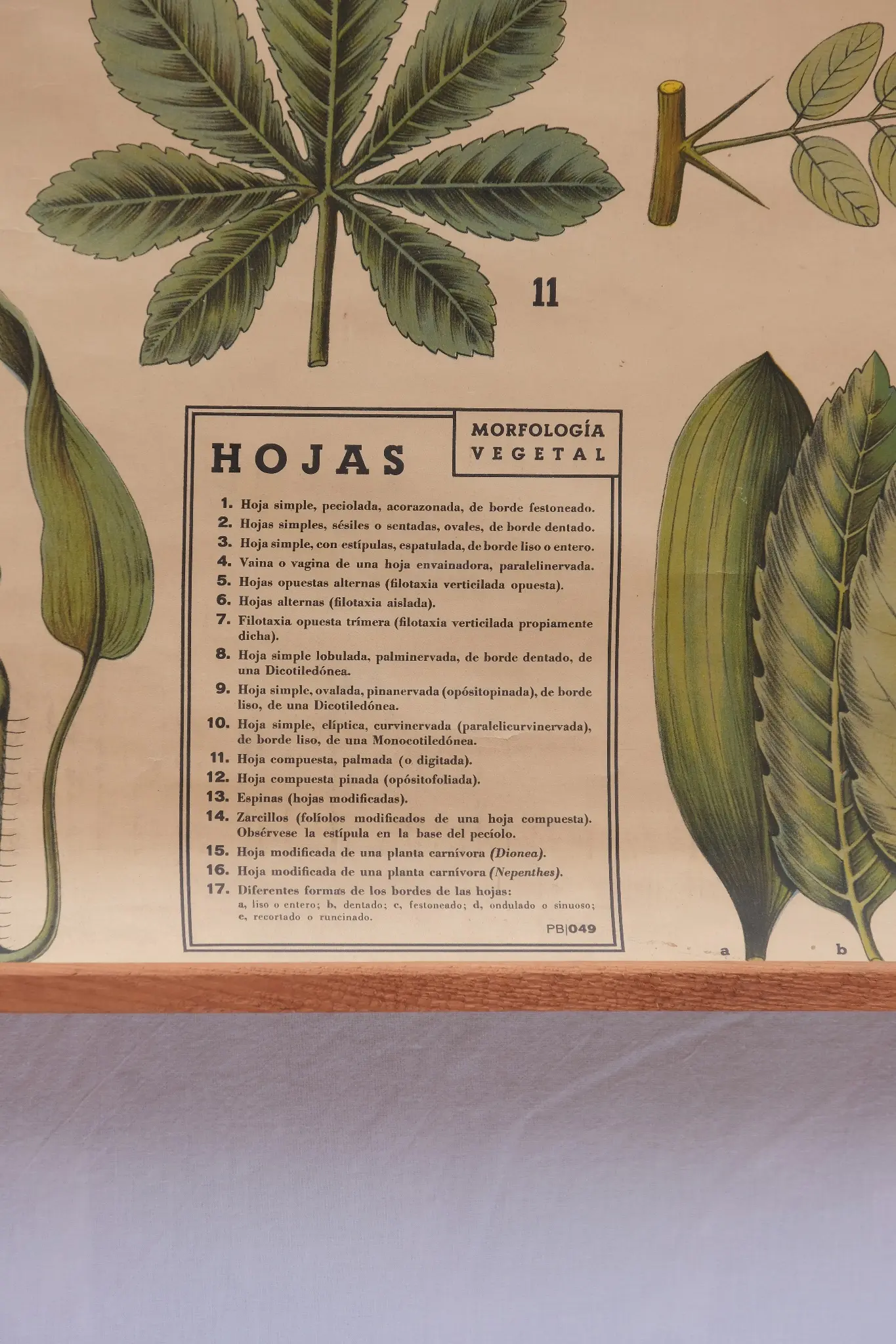 Botanical Poster Leaves Antonio Vallardi - 2/4