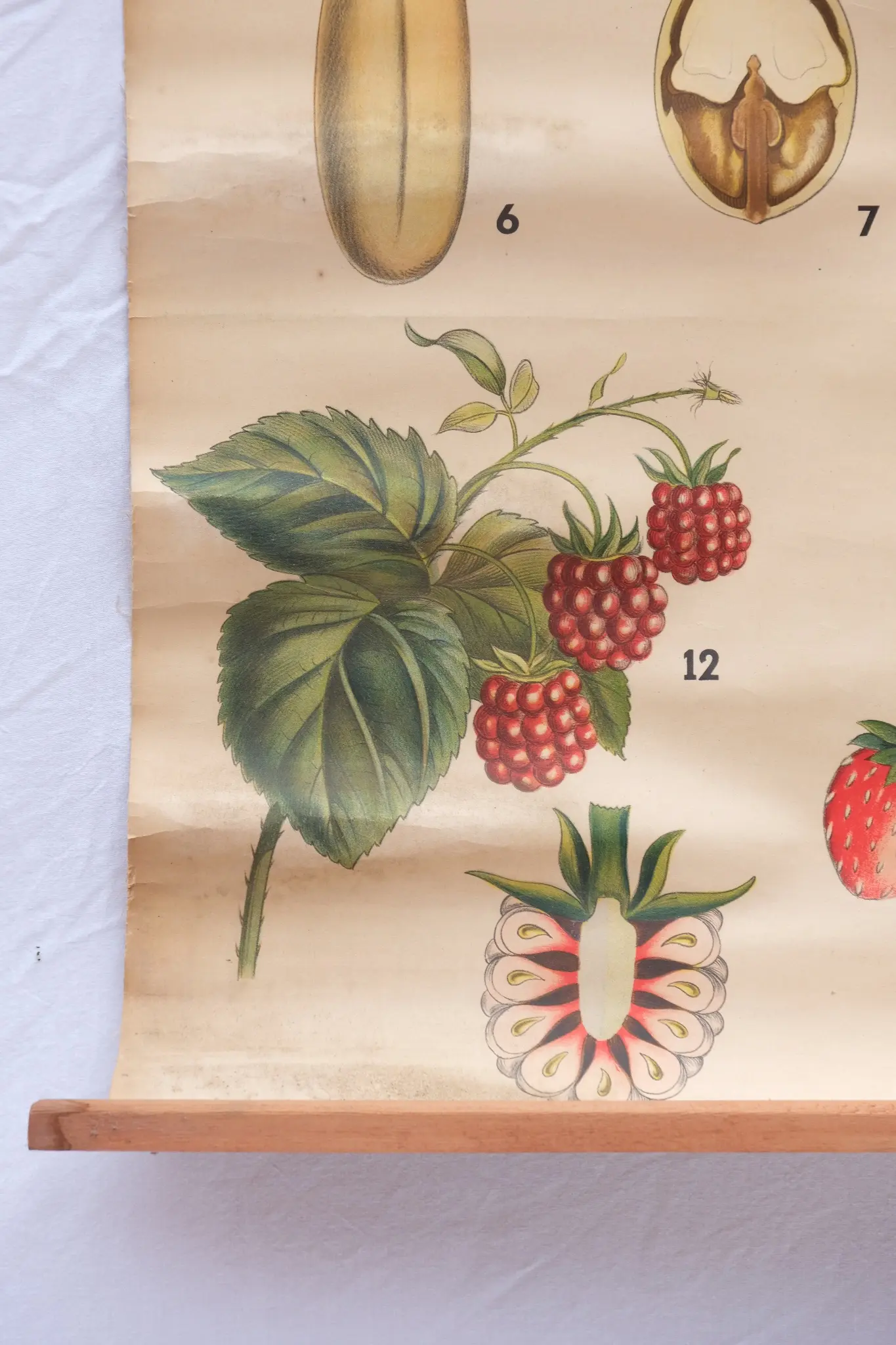 Botanical Poster Fruits Antonio Vallardi - 5/6