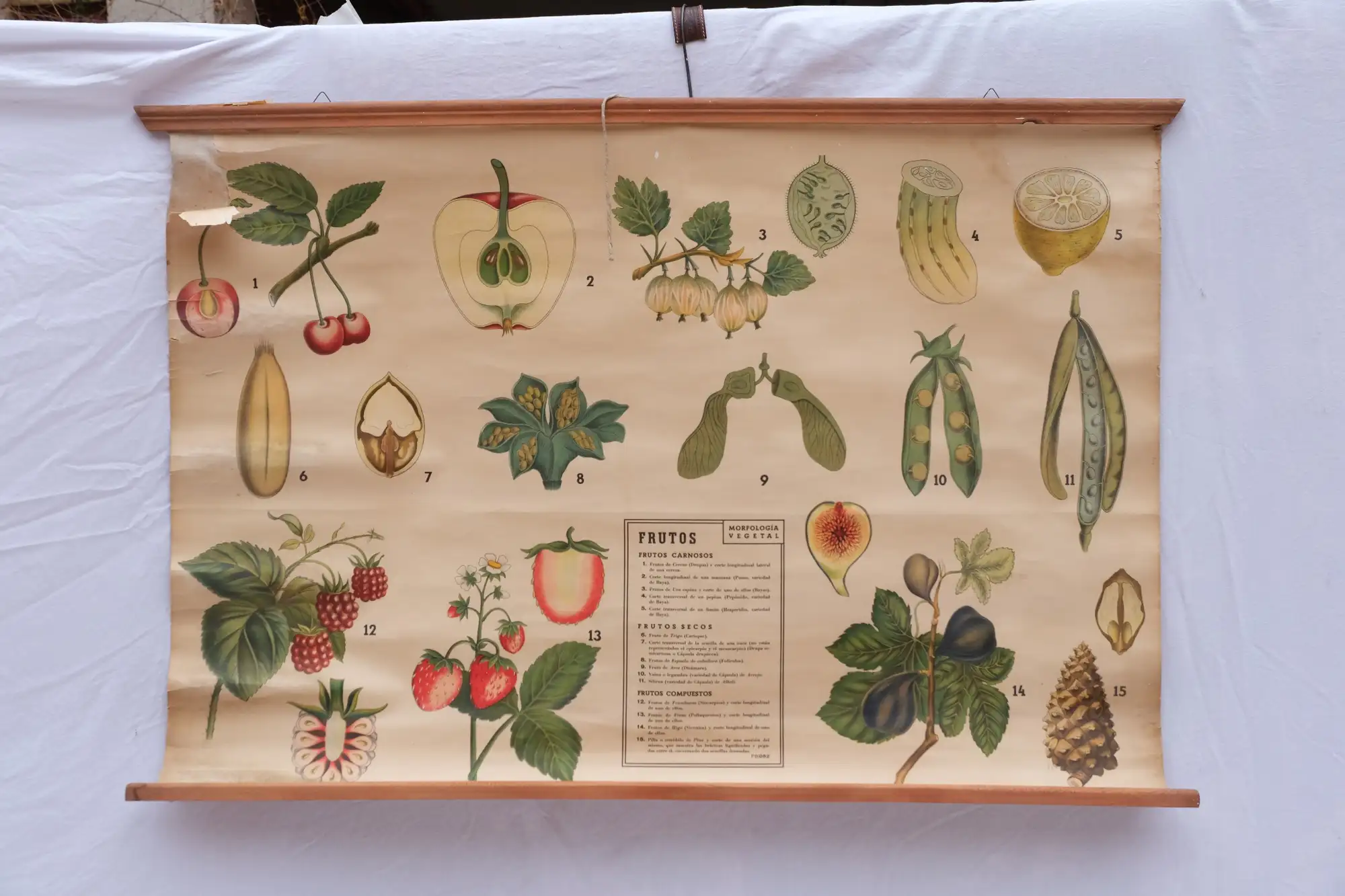 Póster Botánico Frutos Antonio Vallardi