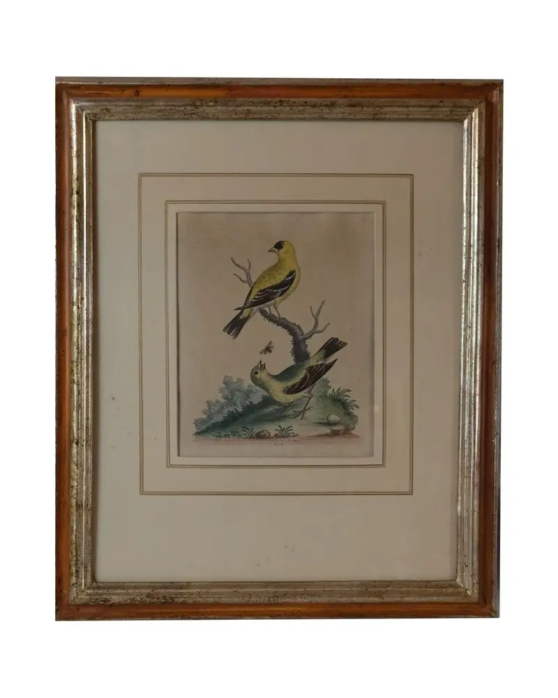 Grabado de Aves del Siglo XIX en Marco Dorado