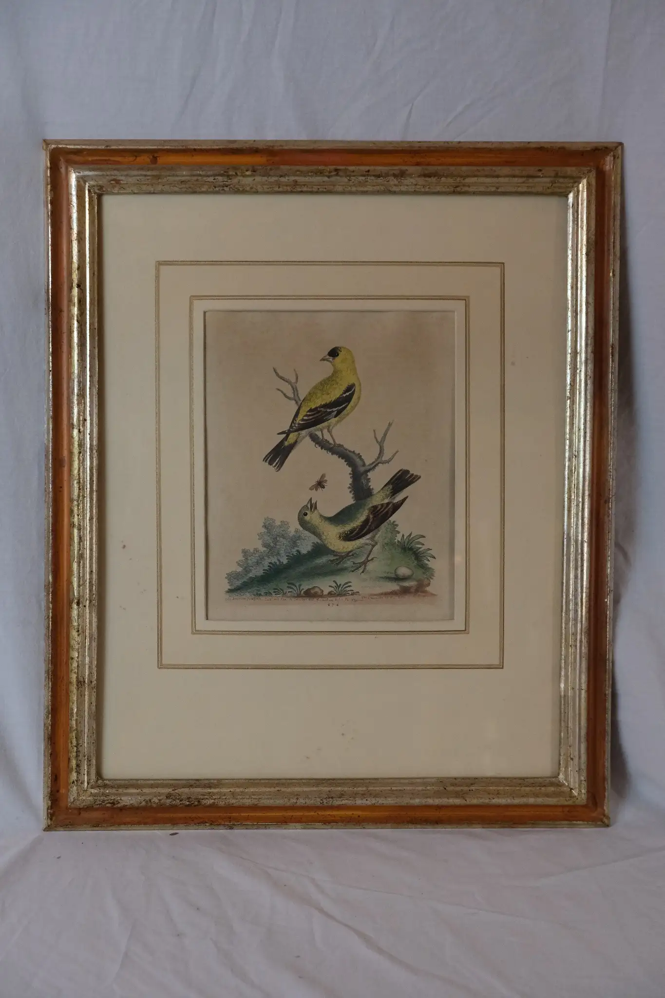 Grabado de Aves del Siglo XIX en Marco Dorado