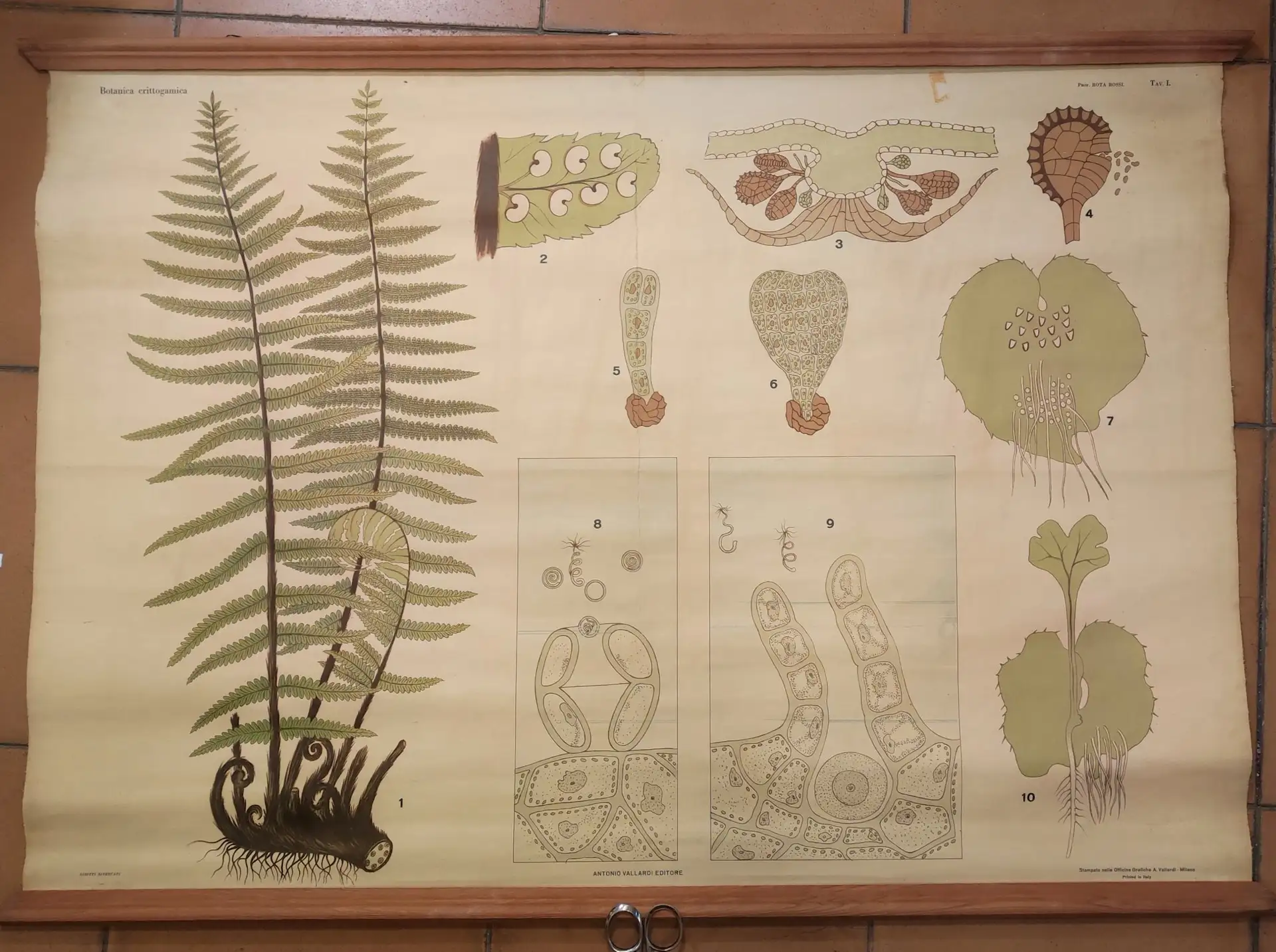 Poster Botánico Helechos Antonio Vallardi