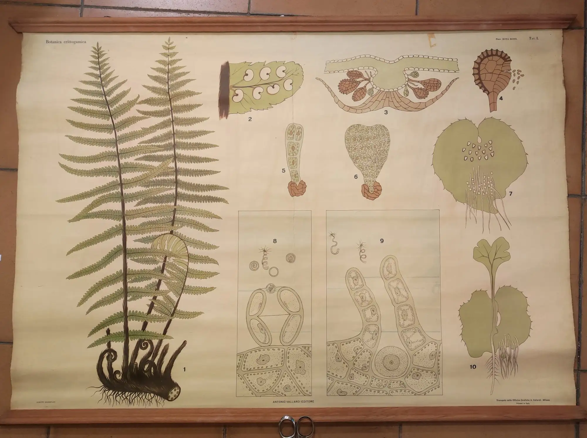 Poster Botánico Helechos Antonio Vallardi
