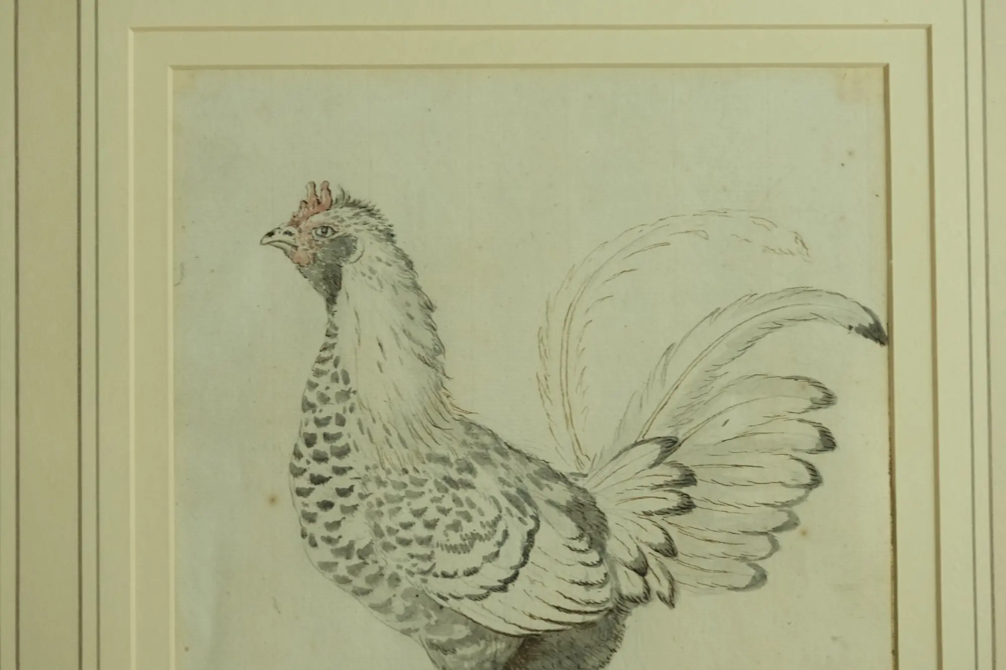 Grabado de Gallina del Siglo XVIII en Marco Dorado, Arte y Pintura, Siglo XVIII · vista 3/6