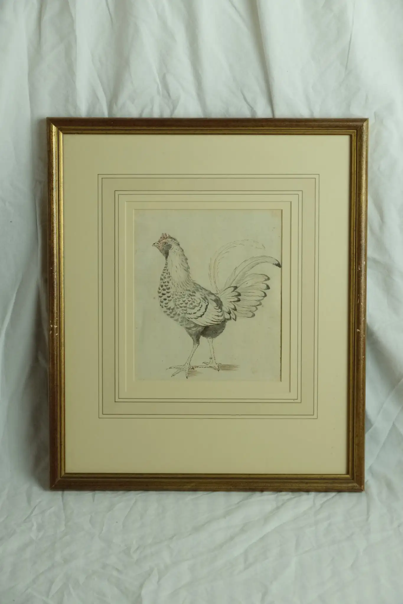 Grabado de Gallina del Siglo XVIII en Marco Dorado
