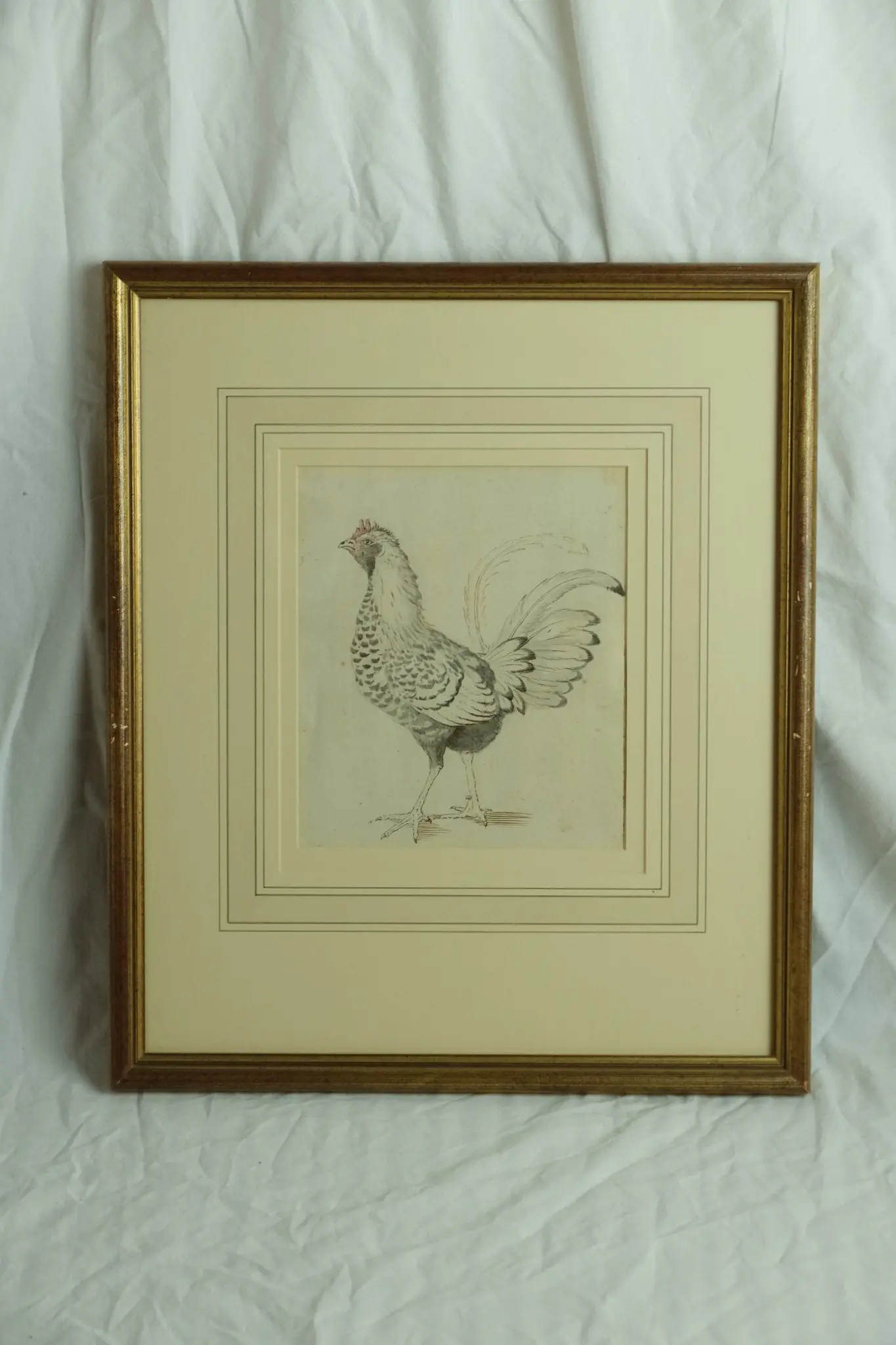 Grabado de Gallina del Siglo XVIII en Marco Dorado, Arte y Pintura, Siglo XVIII