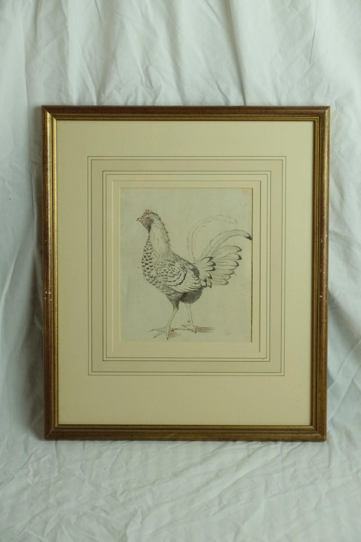 Grabado de Gallina del Siglo XVIII en Marco Dorado, Arte y Pintura, Siglo XVIII