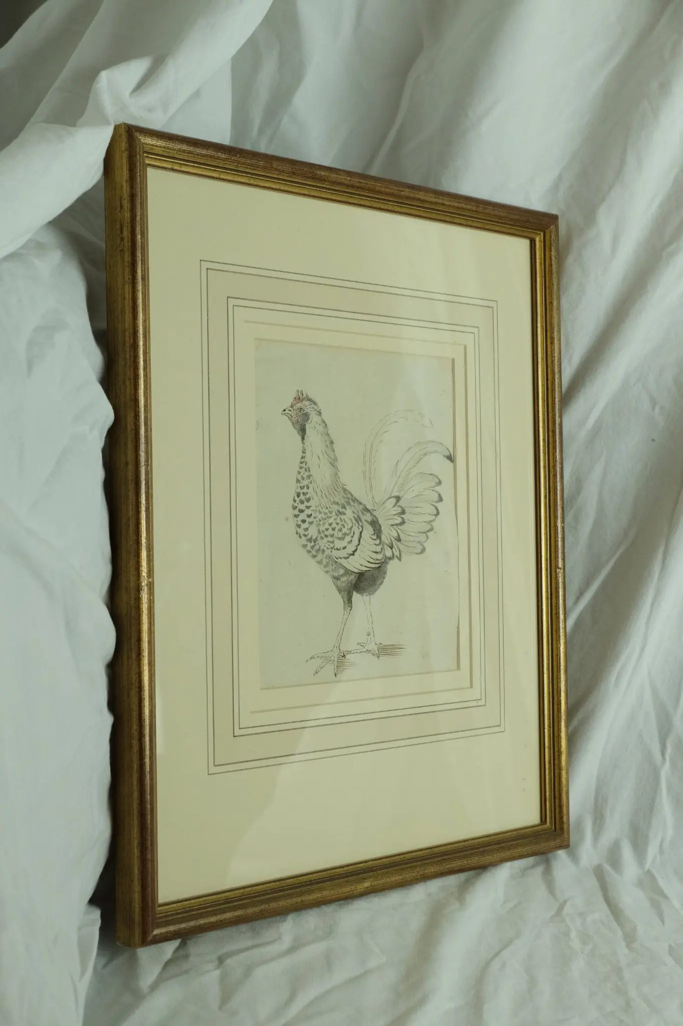 Grabado de Gallina del Siglo XVIII en Marco Dorado, Arte y Pintura, Siglo XVIII · vista 5/6