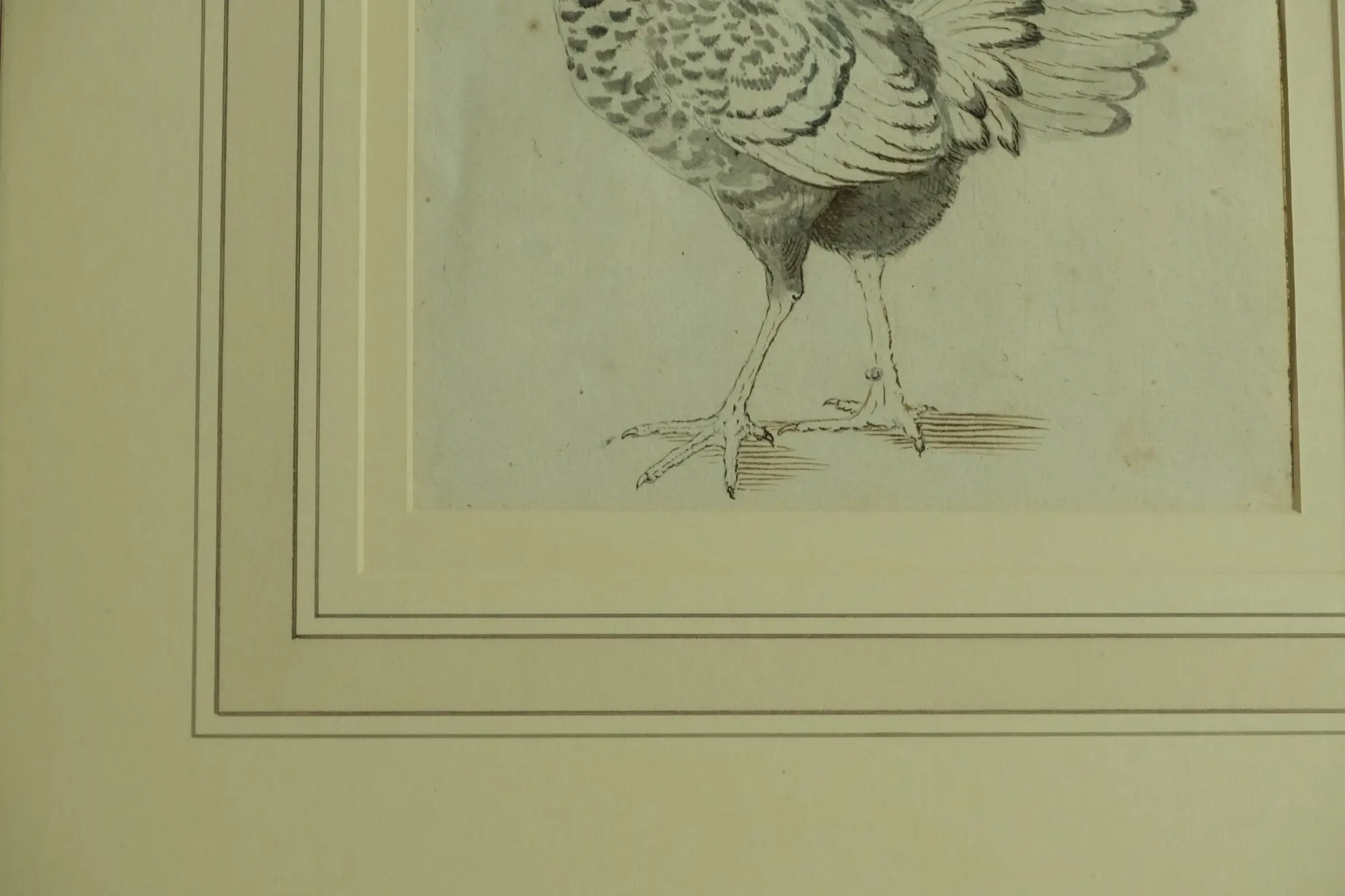 Grabado de Gallina del Siglo XVIII en Marco Dorado, Arte y Pintura, Siglo XVIII · vista 4/6