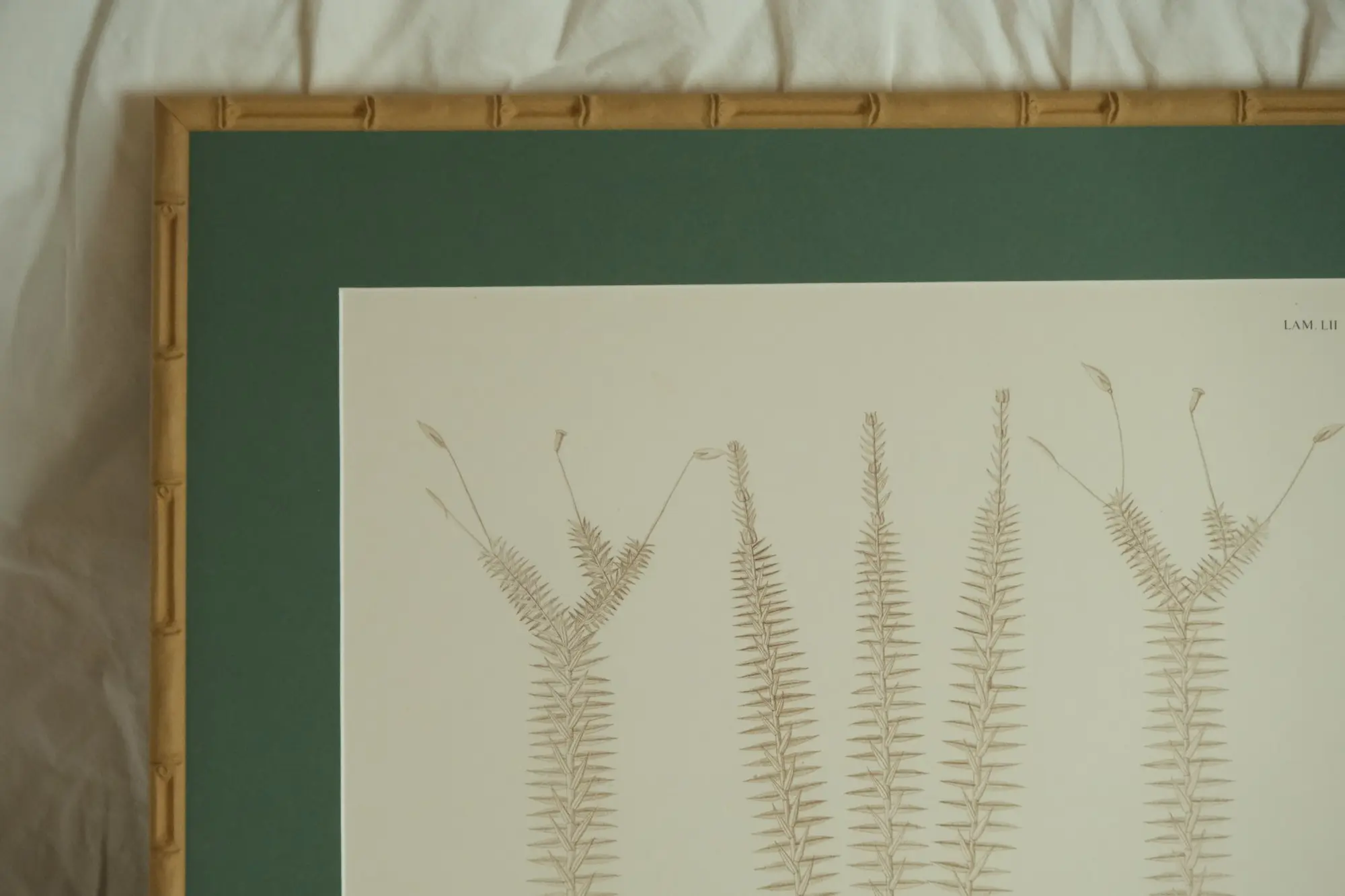Grabado del Siglo XIX de Esporofito de Pogonatum, Arte y Pintura, Siglo XIX · vista 3/9