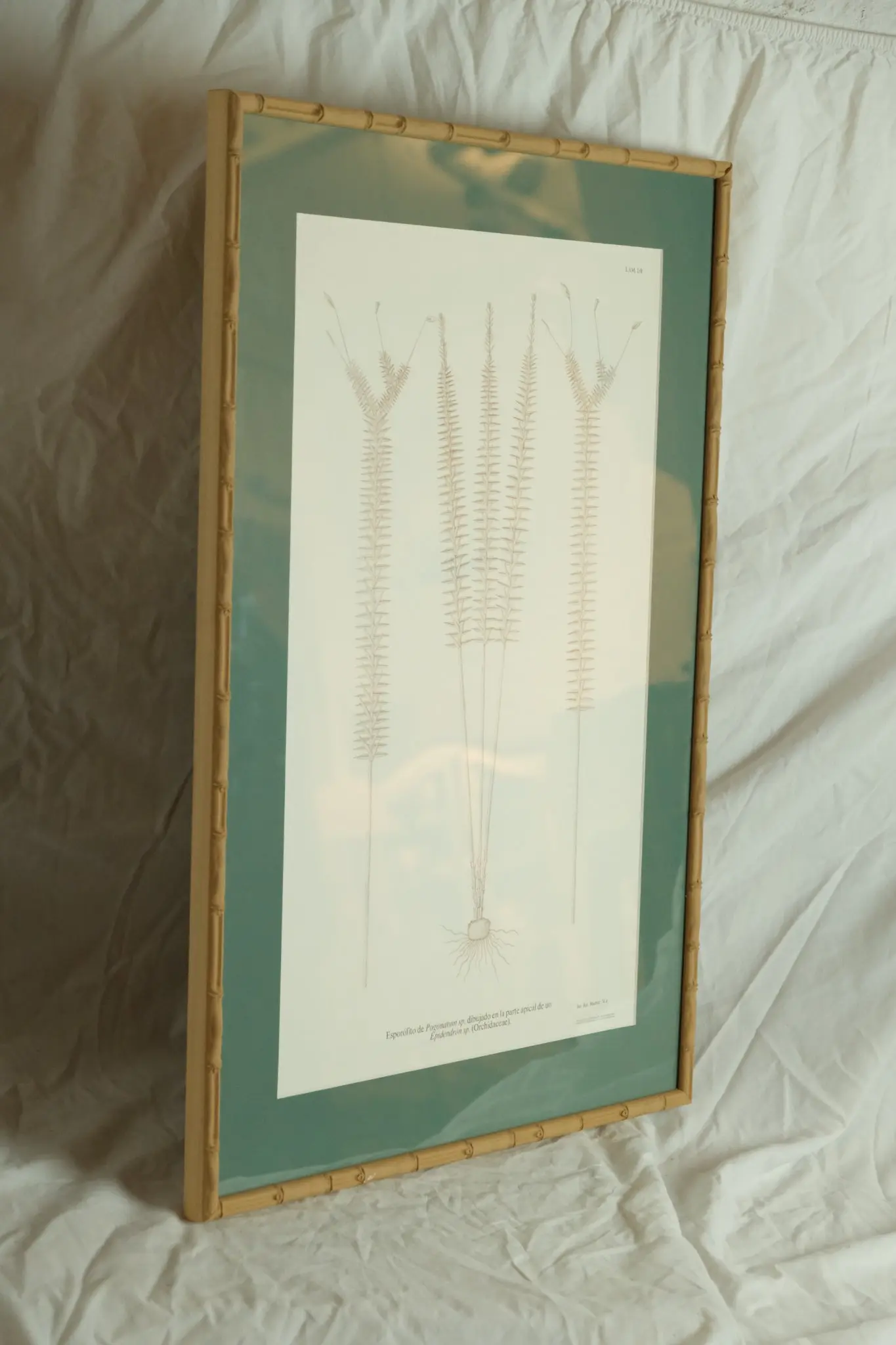 Grabado del Siglo XIX de Esporofito de Pogonatum, Arte y Pintura, Siglo XIX · vista 2/9