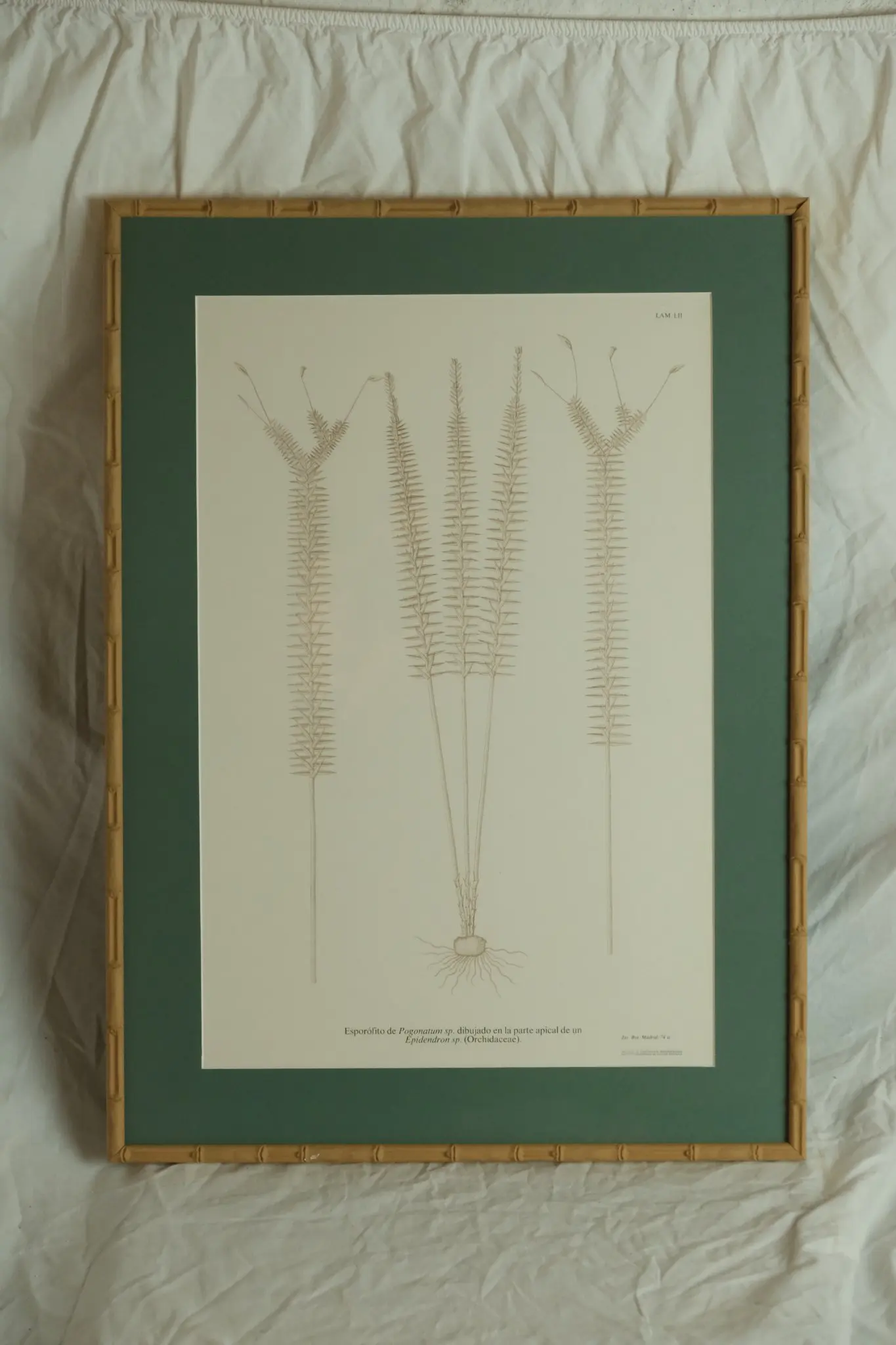 Grabado del Siglo XIX de Esporofito de Pogonatum, Arte y Pintura, Siglo XIX