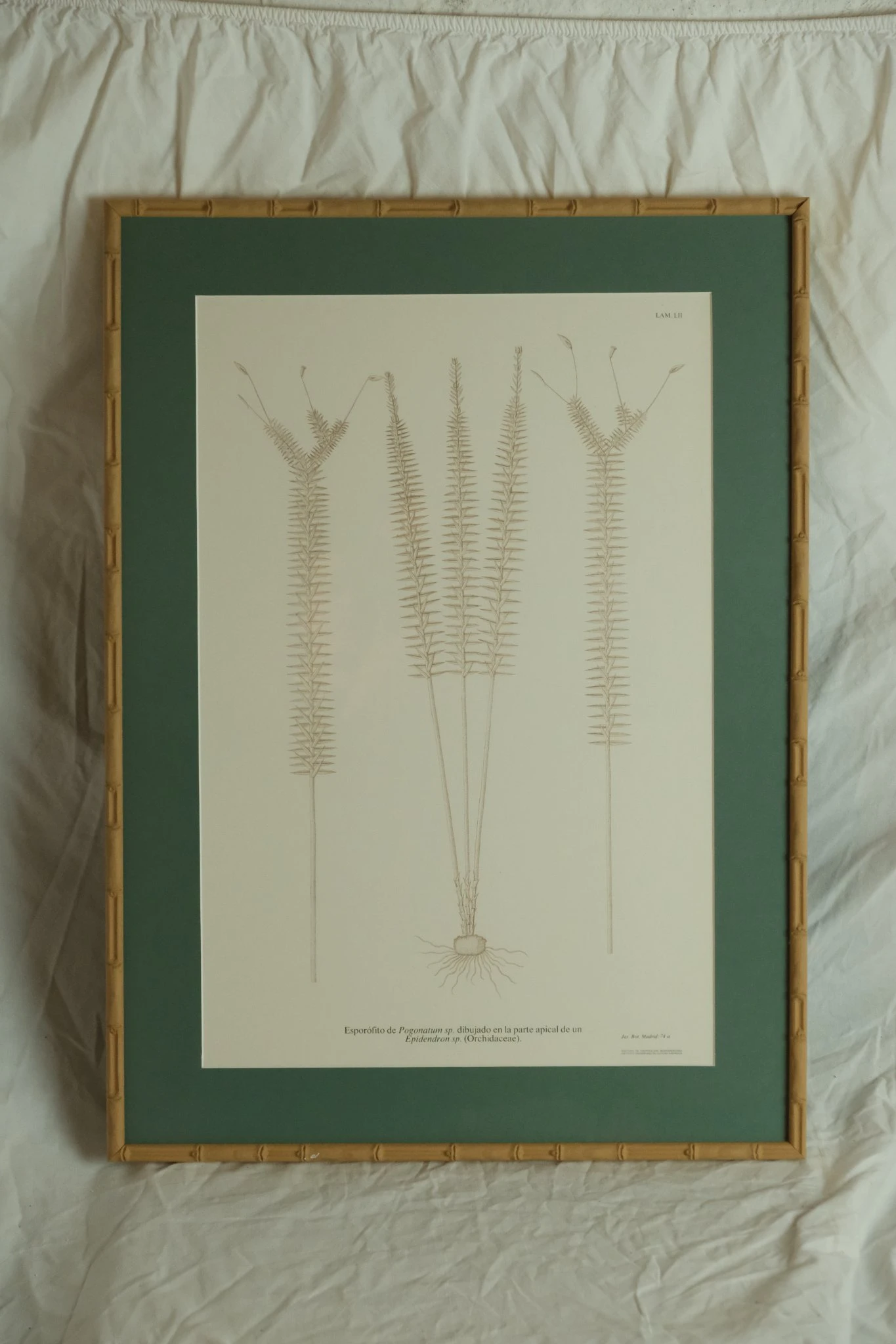 Grabado del Siglo XIX de Esporofito de Pogonatum, Arte y Pintura, Siglo XIX