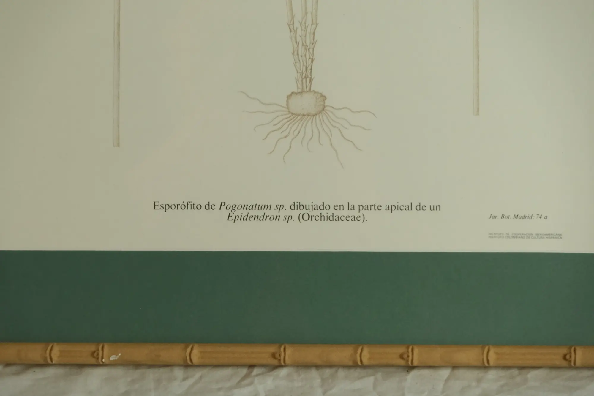 Grabado del Siglo XIX de Esporofito de Pogonatum, Arte y Pintura, Siglo XIX · vista 4/9