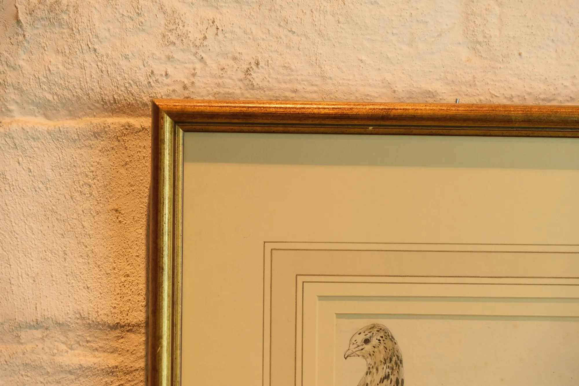 Grabado de Ave en Marco Dorado del Siglo XIX, Arte y Pintura, Siglo XIX · vista 3/7