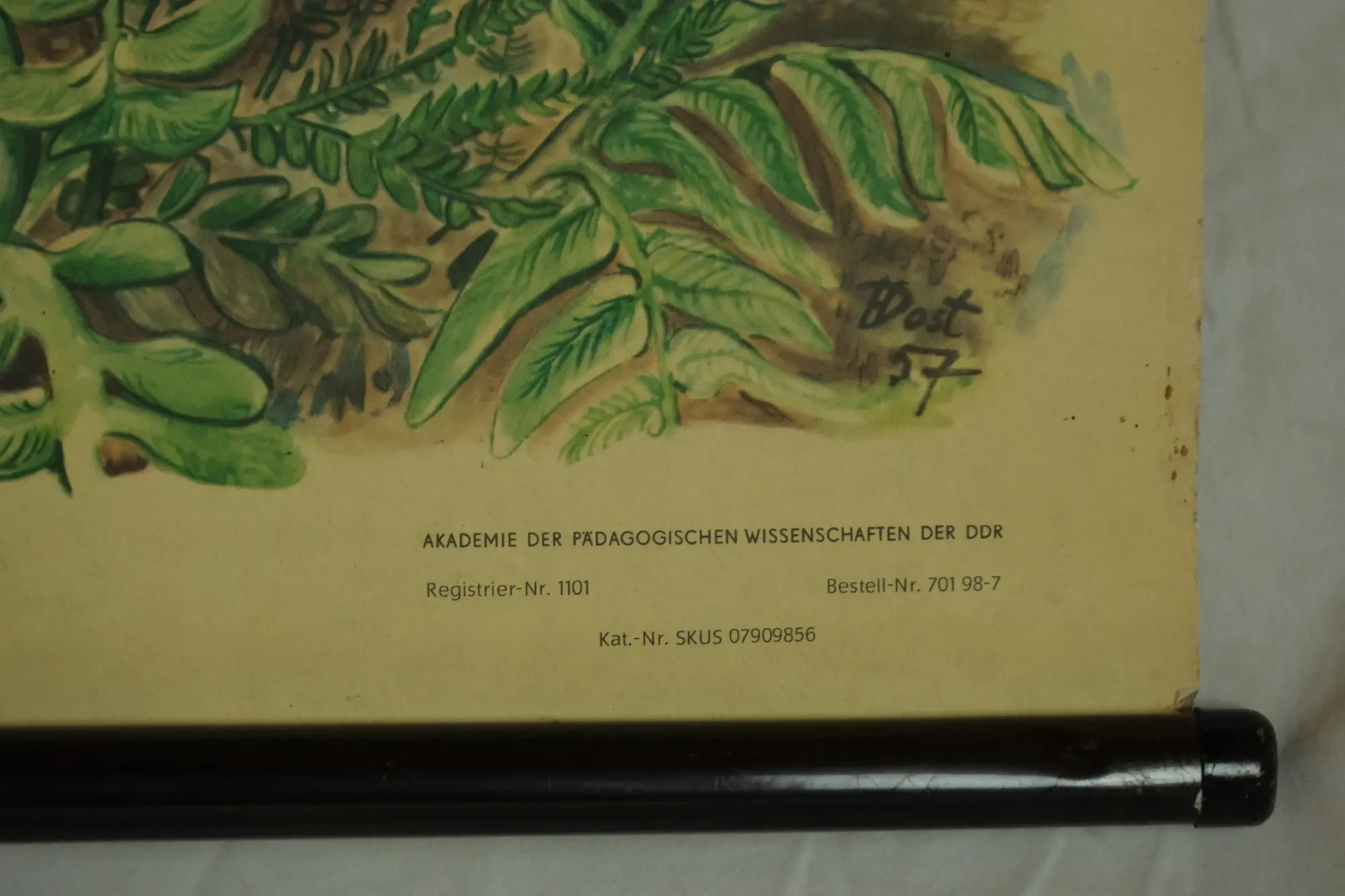 Póster Educativo del Siglo XX Sobre Bosque de Carbón, Objetos Decorativos, Primera mitad del siglo XX · vista 8/9