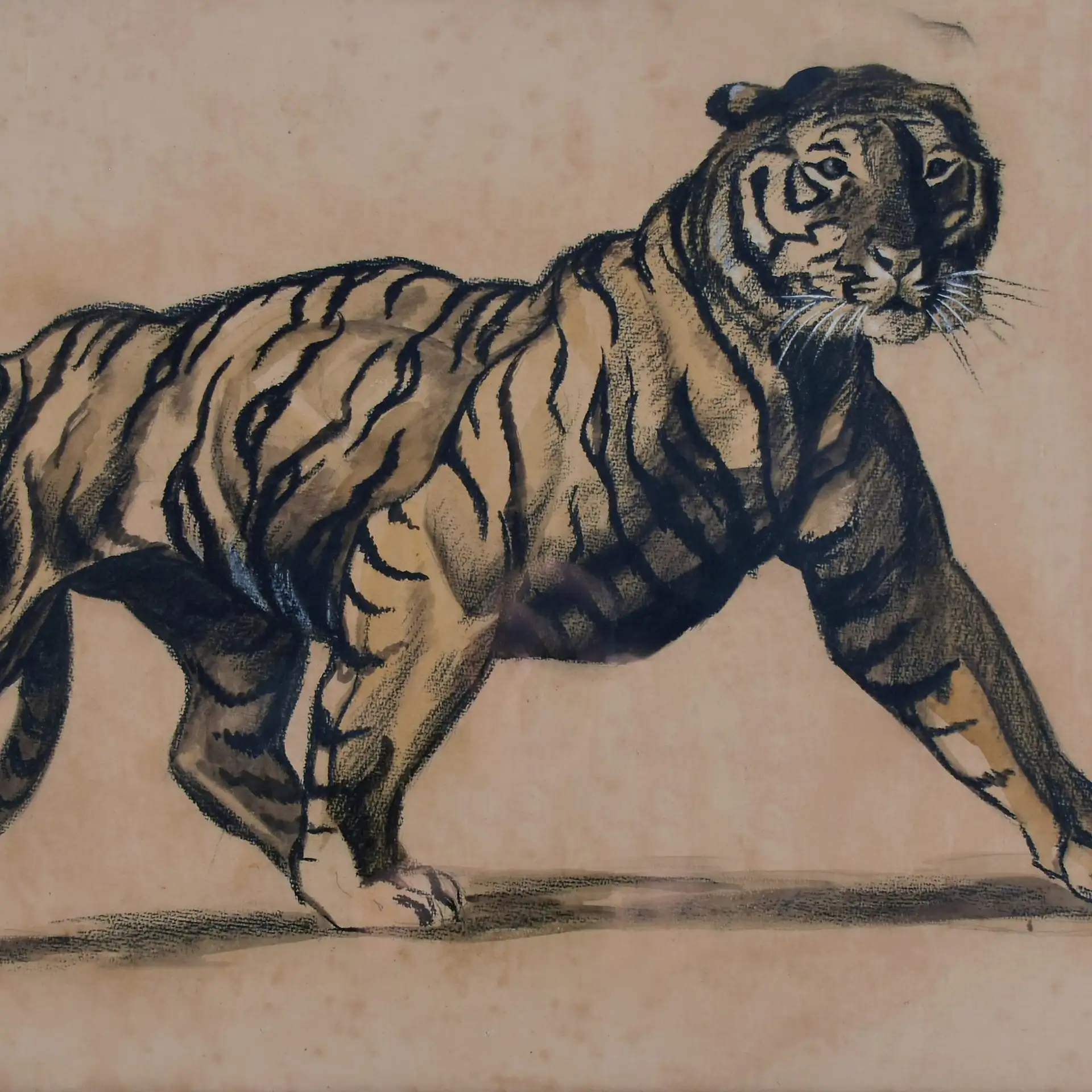 Millet – Tiger