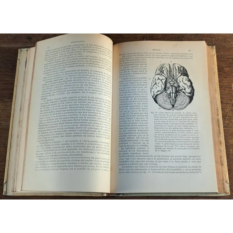 Historia natural 1891 - colección completa 13 tomos - antropología, zoología, botánica y geología, Curiosidade · vista 5/12