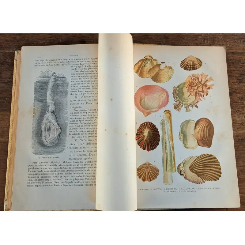 Historia natural 1891 - colección completa 13 tomos - antropología, zoología, botánica y geología, Curiosidade · vista 10/12